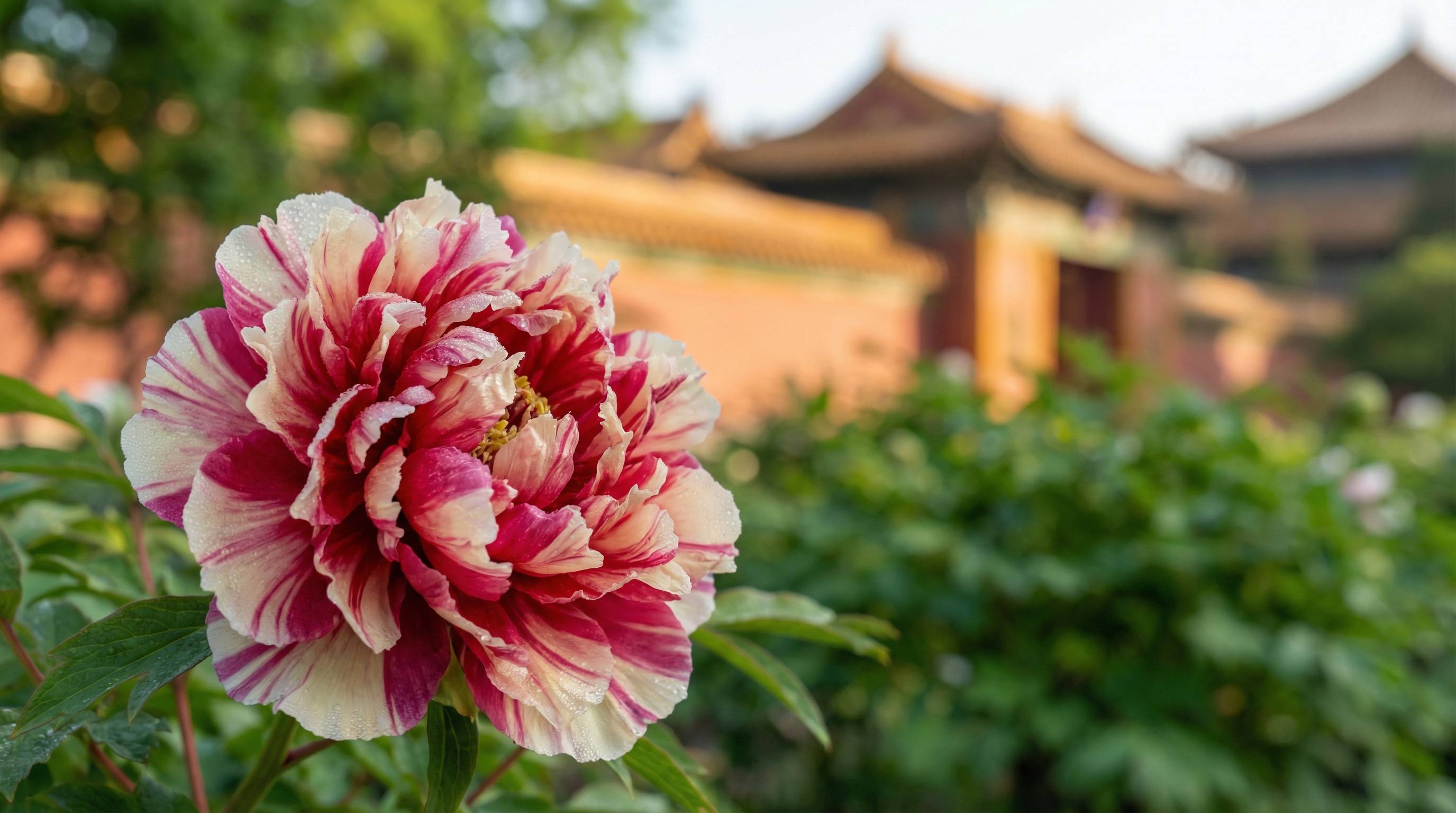 母狗植物视频 - 牡丹花开视频